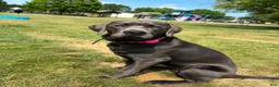 Labrador Retriever dogs for sale: Donut - Ad 12
