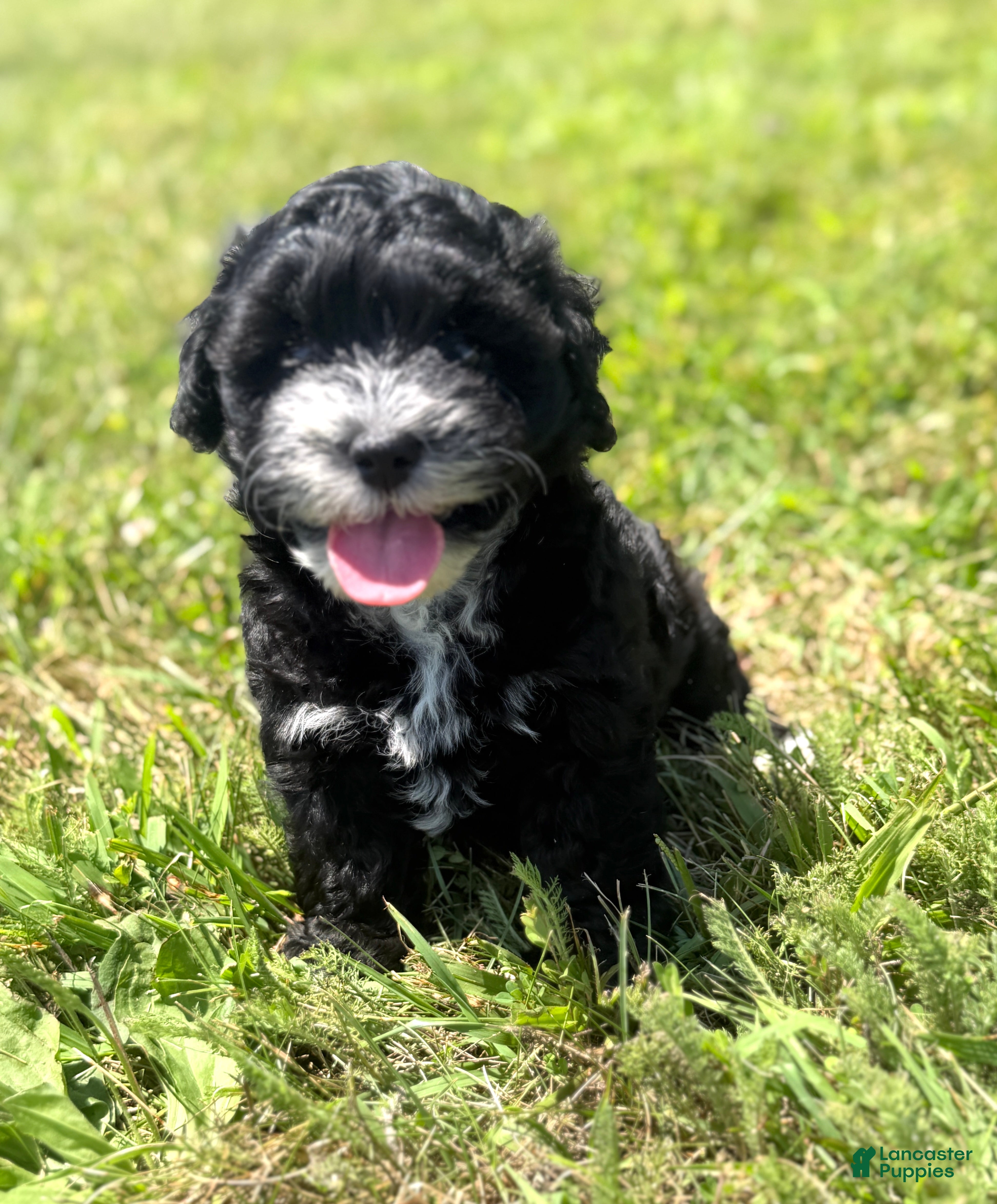 Mixed Breed dogs for sale: Harper - Ad 3