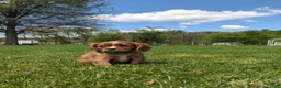 Cavalier King Charles Spaniel dogs for sale: Kooper  - Ad 9