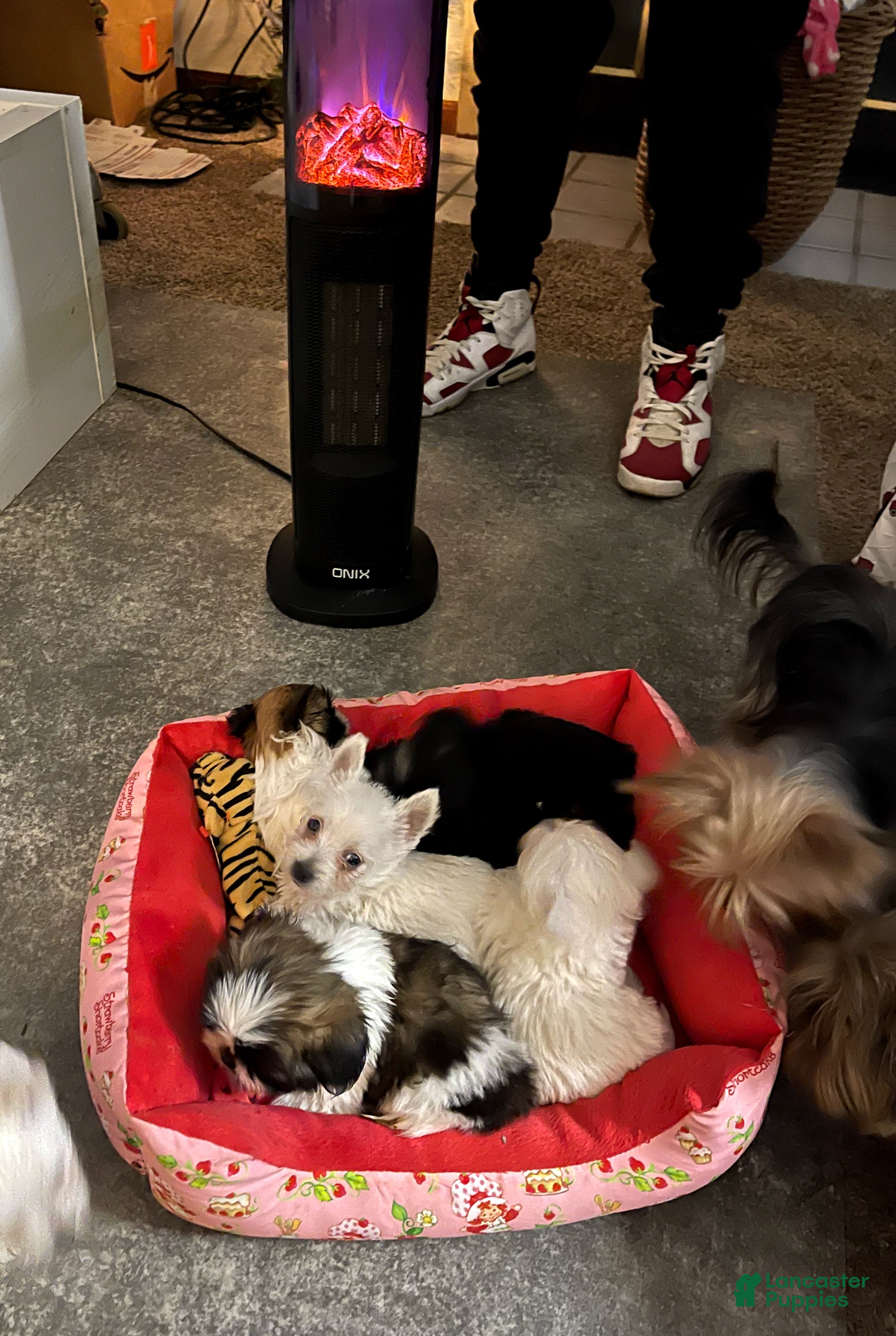 Shih Tzu dogs Shih Tzu Puppy 2 - Ad 2