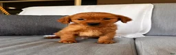 Golden Retriever dogs for sale: Golden Retriever 1 - Ad 5