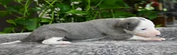 Whippet dogs for sale: Sunny - Ad 2