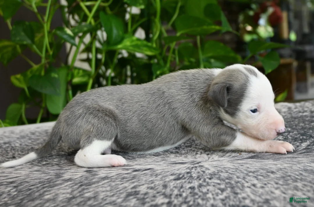 Whippet dogs for sale: Sunny - Ad 2