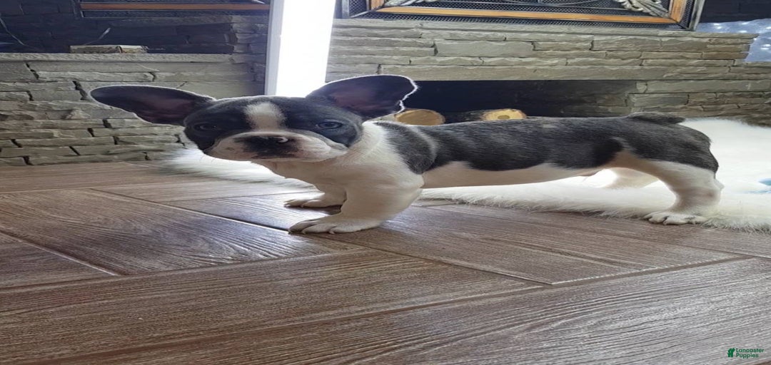 Gallery Image {{count}}