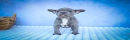 Frenchton dogs for sale: Quinn - Ad 15