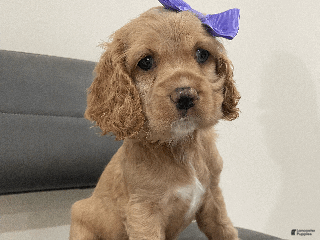 Cocker Spaniel dogs Cinnamon - Ad 28