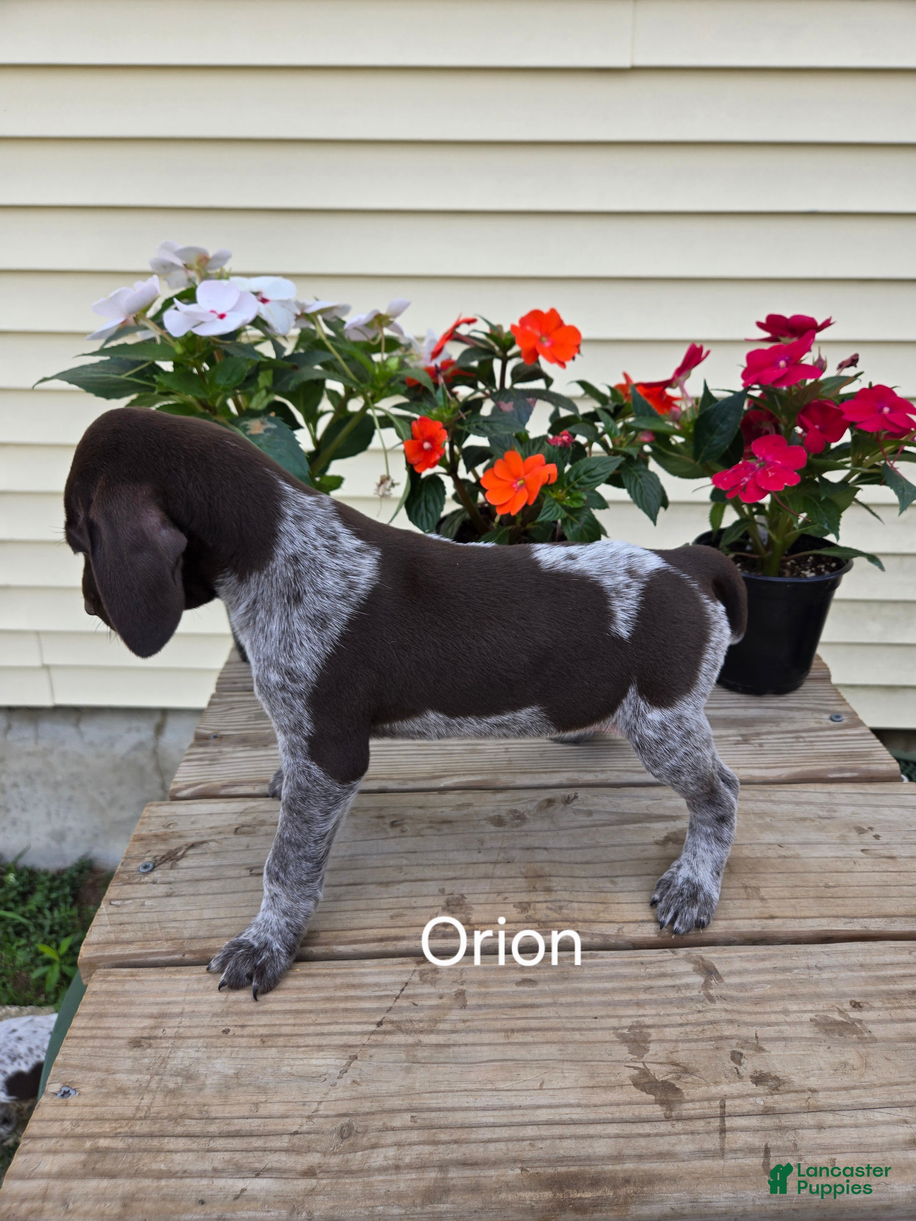 German Shorthaired Pointer dogs Orion - Ad 1