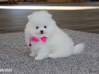 Pomeranian dogs Lainey - Ad 42