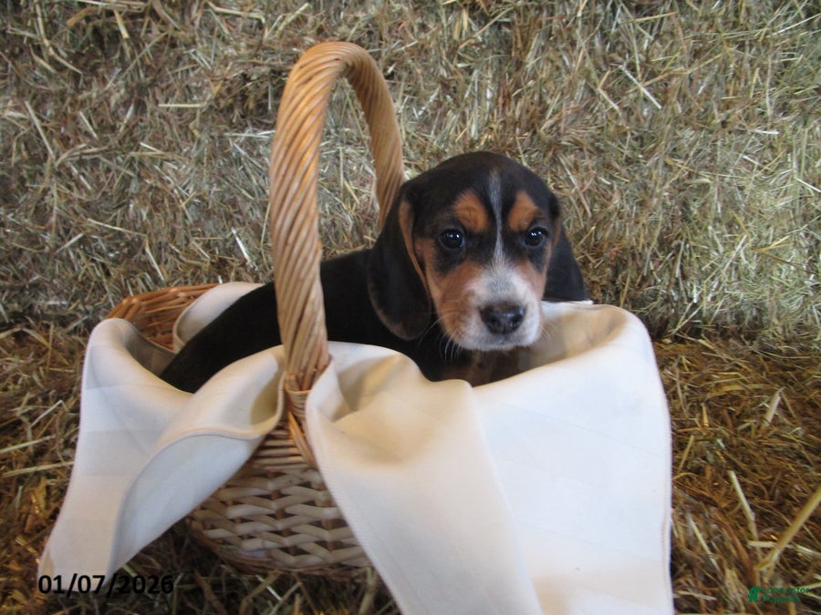 Beagle dogs Rambo - Ad 4