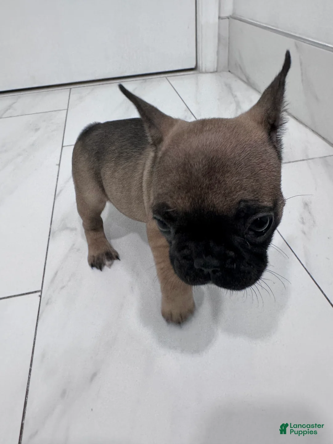 French Bulldog dogs for sale: French Bulldog Puppy 3 (REHOUSED)  - Ad 2