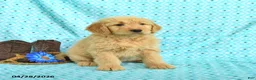 Goldendoodle dogs for sale: Mitzy - Ad 5