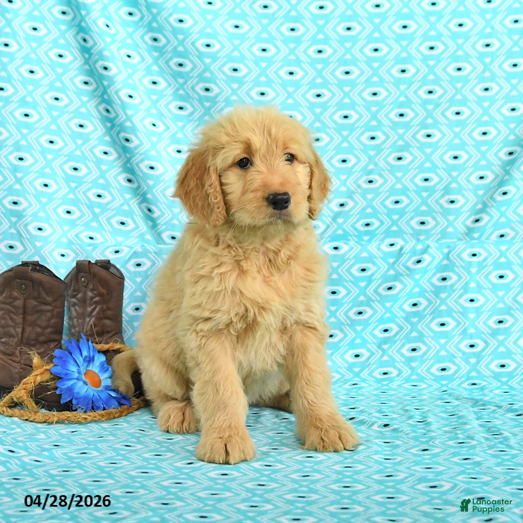 Goldendoodle dogs for sale: Mitzy - Ad 5