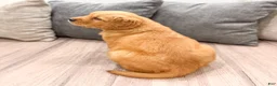 Golden Retriever dogs for sale: Hanna - Ad 5