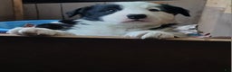 Mixed Breed dogs for sale: Border Collie Blend - Black and White - Ad 6