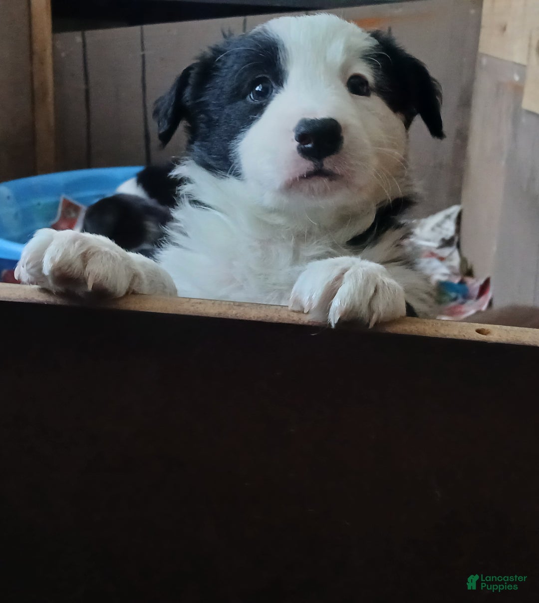 Mixed Breed dogs for sale: Border Collie Blend - Black and White - Ad 6