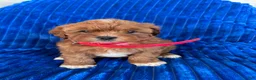 Shihpoo dogs for sale: RUBY - Ad 3