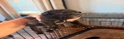 Mixed Breed dogs for sale: Chug 3 - Ad 2