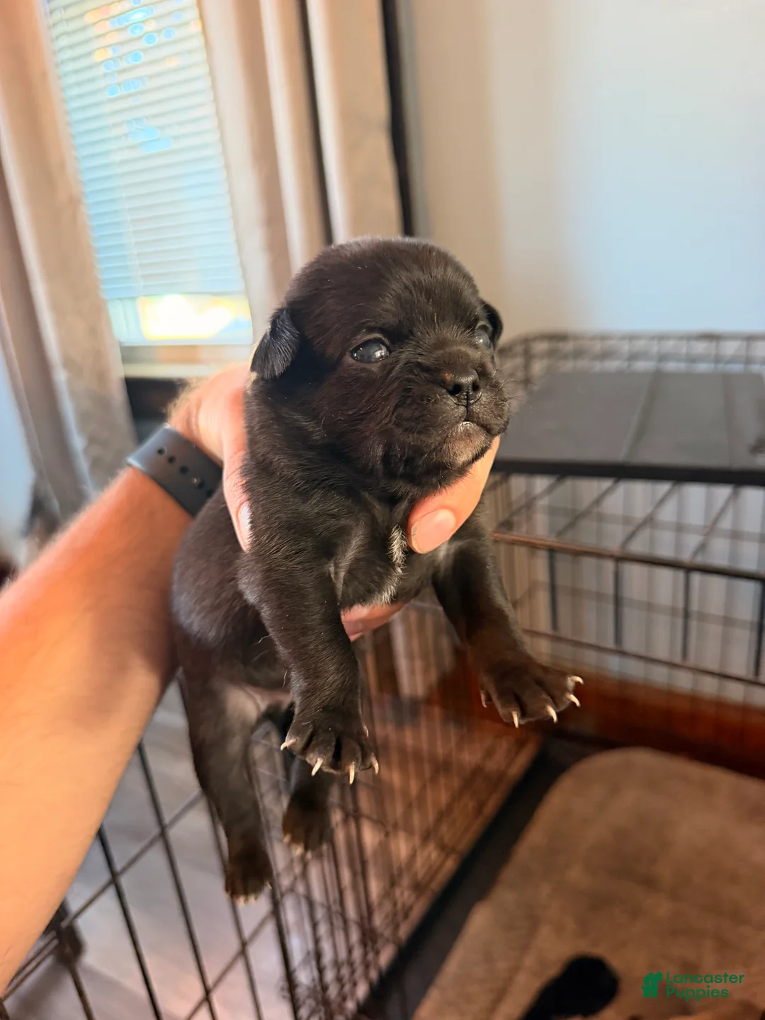 Mixed Breed dogs for sale: Chug 3 - Ad 2