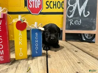 Labrador Retriever dogs Red Male - Ad 41