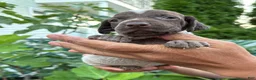German Shorthaired Pointer dogs for sale: German Shorthaired Pointer Female 2 - Ad 7
