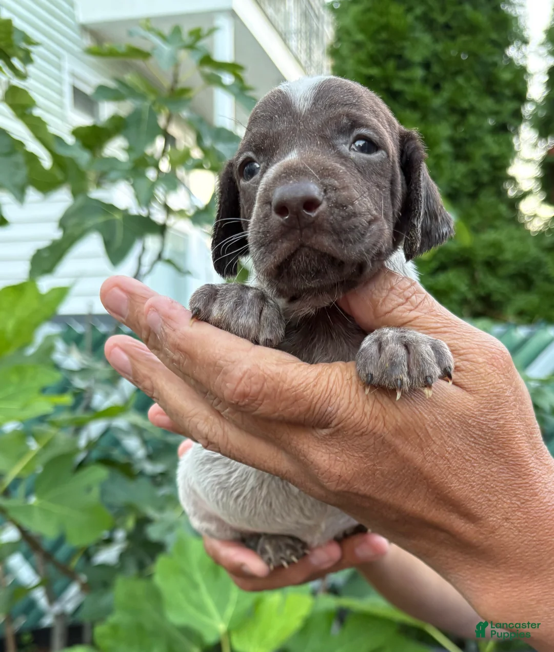 German Shorthaired Pointer dogs for sale: German Shorthaired Pointer Female 2 - Ad 7