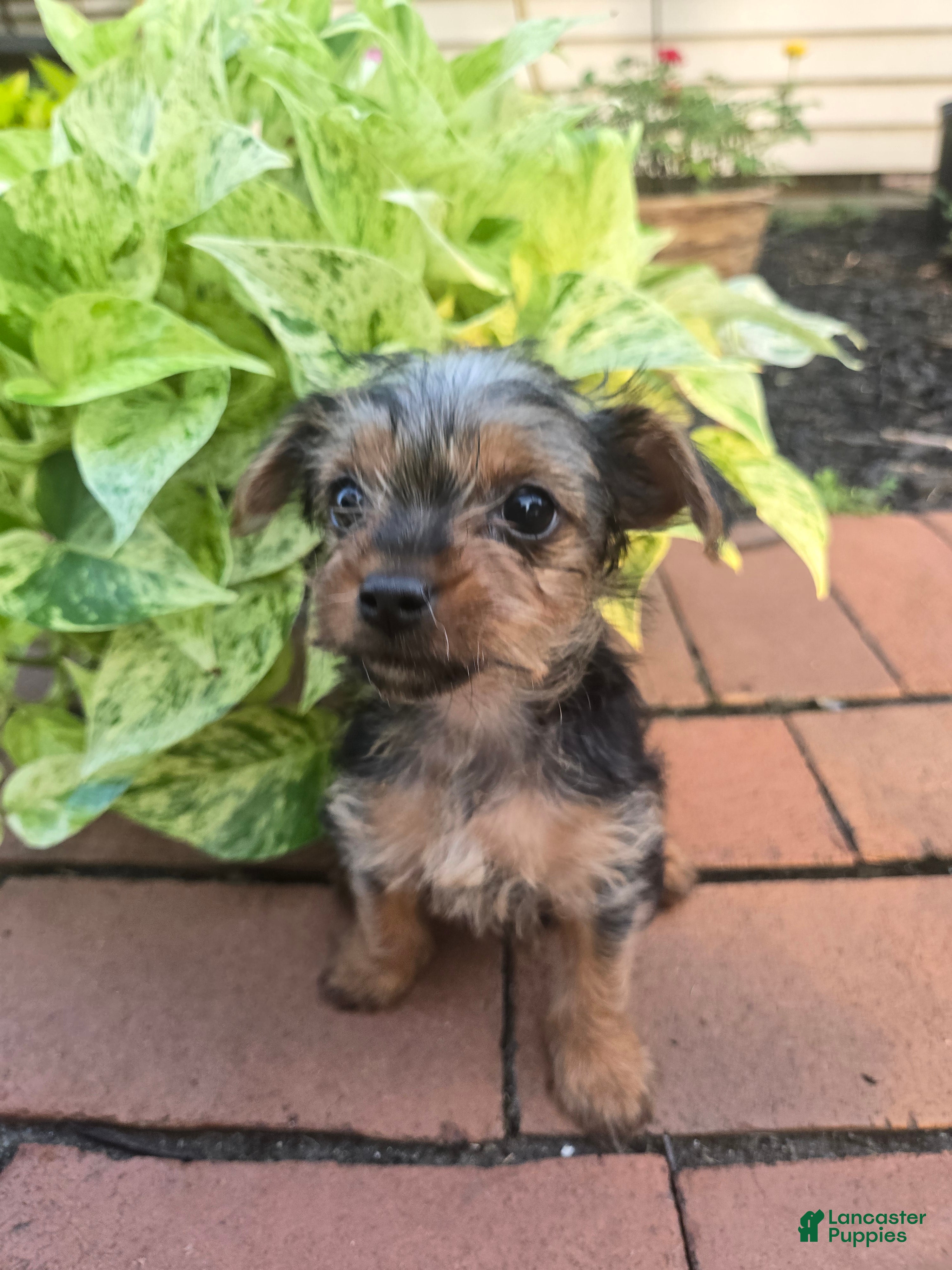 Yorkshire Terrier dogs Tiny teacup June - Ad 19