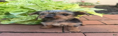Tiny teacup June