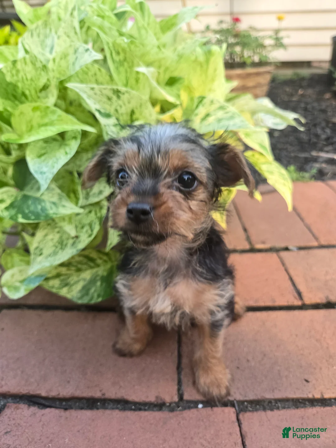 Yorkshire Terrier dogs for sale: Tiny teacup June - Ad 1