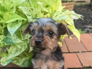 Yorkshire Terrier dogs Tiny teacup June - Ad 4
