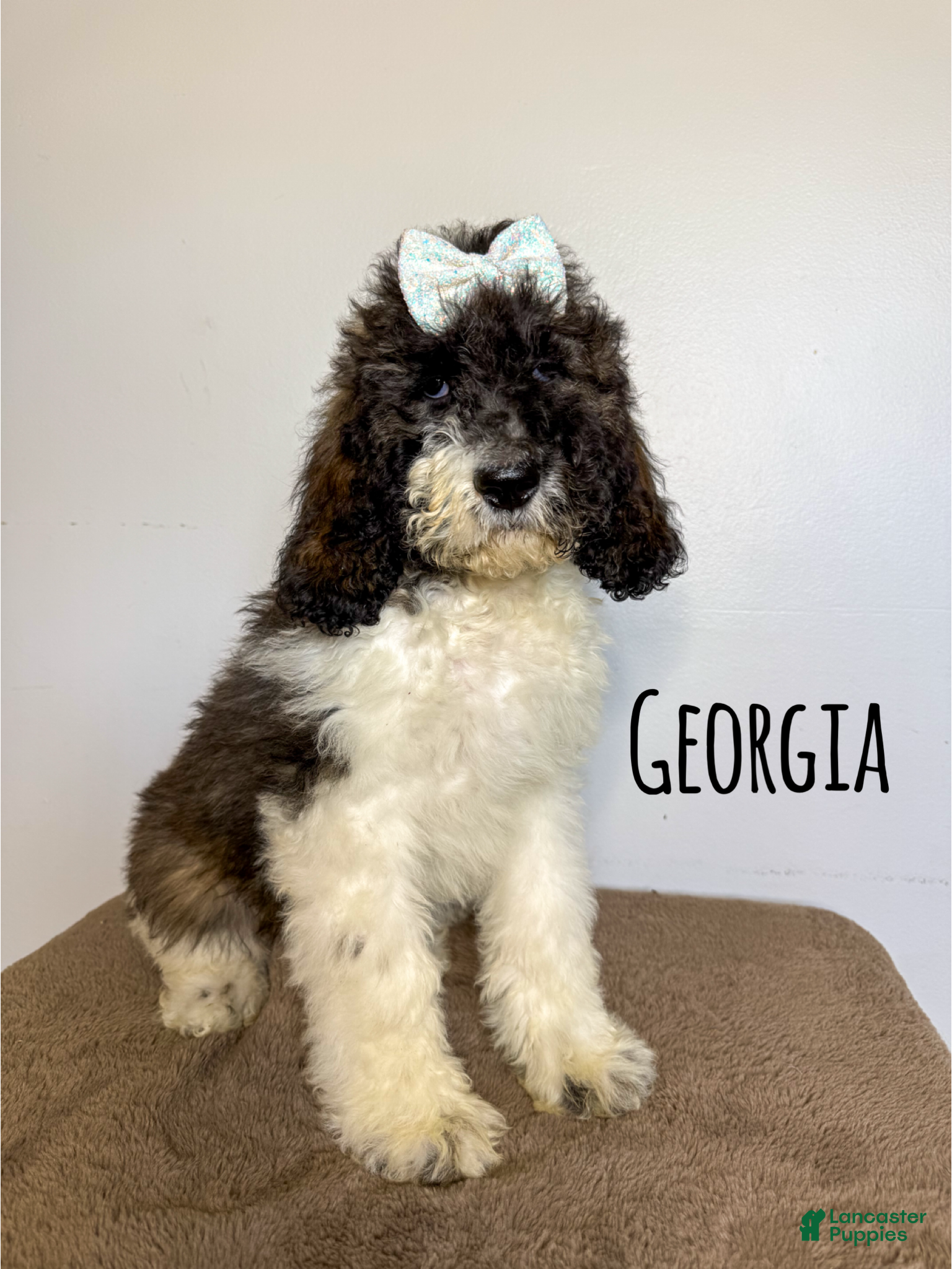 Saint Berdoodles dogs Georgia - Ad 1