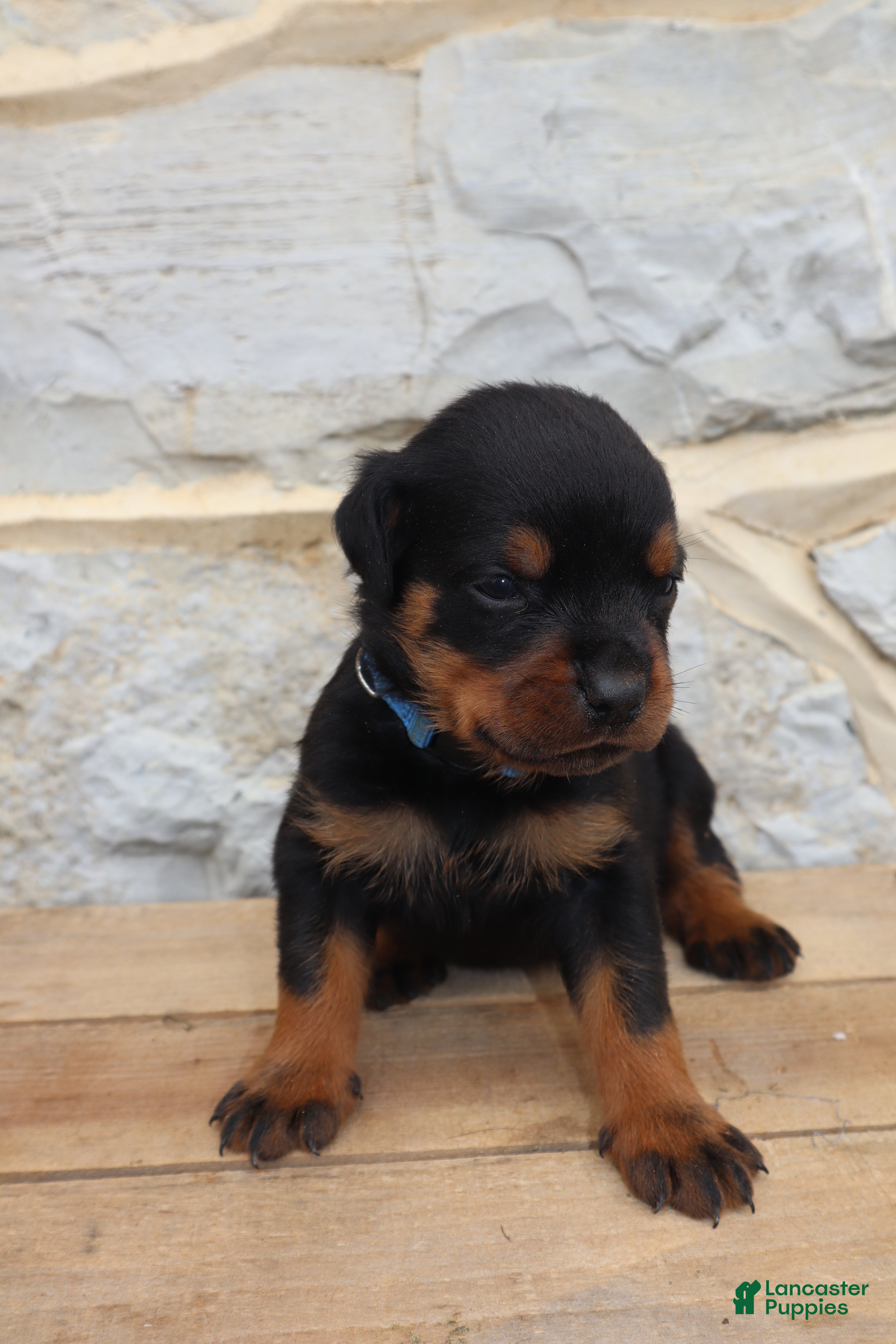 Rottweiler dogs Blaze - Ad 2