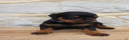 Rottweiler dogs for sale: Blaze - Ad 2