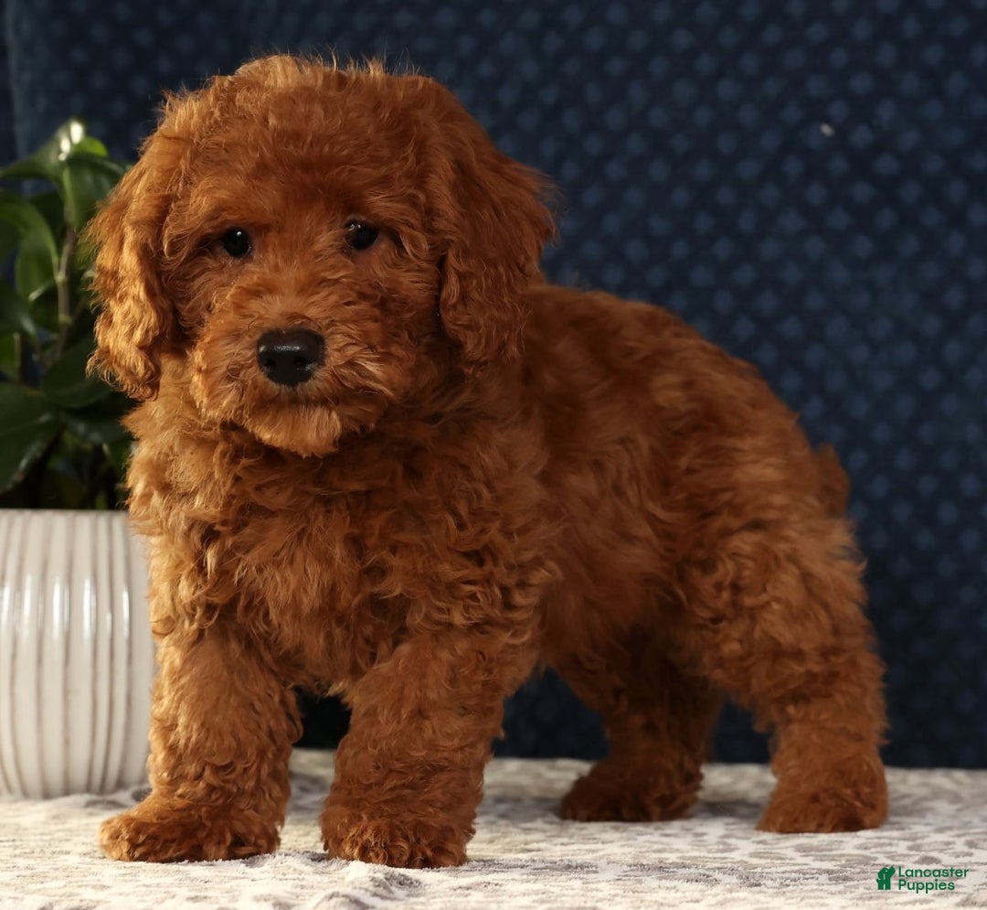 Bichpoo dogs for sale: Ender - Ad 1