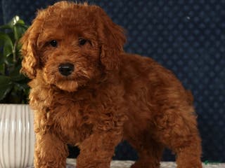 Bichpoo dogs Ender - Ad 21