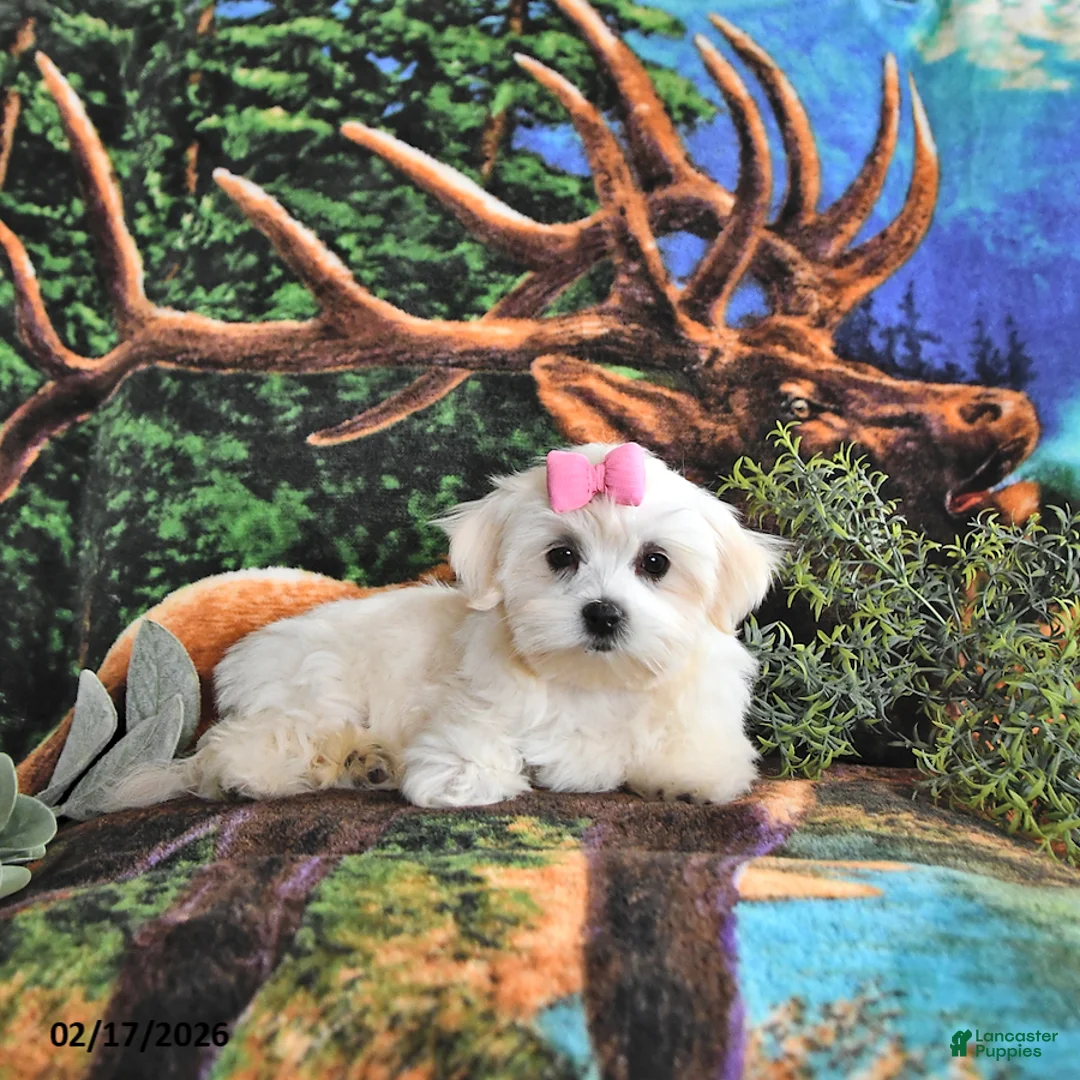 Maltese dogs for sale: Addison - Ad 3