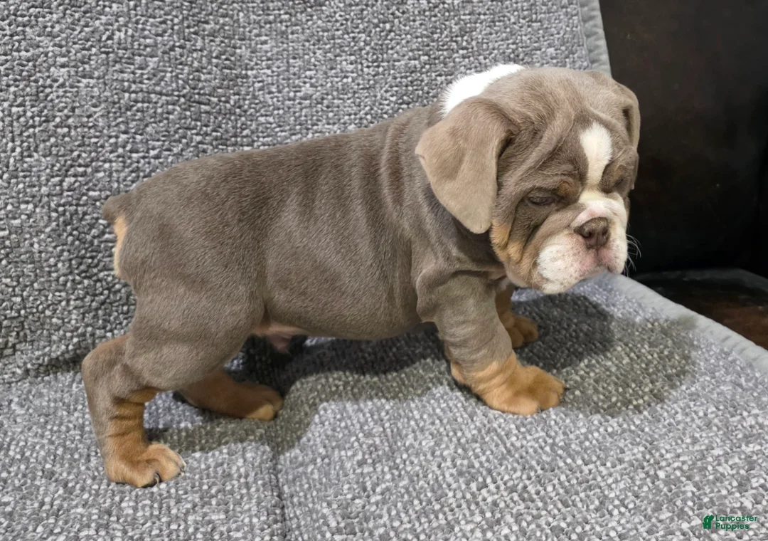 English Bulldog dogs for sale: Warfield - Ad 3