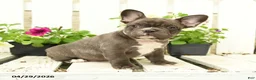 French Bulldog dogs for sale: Charming Charlie - Ad 4