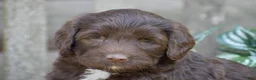 Portuguese Water Dog dogs for sale: Megan - Ad 2