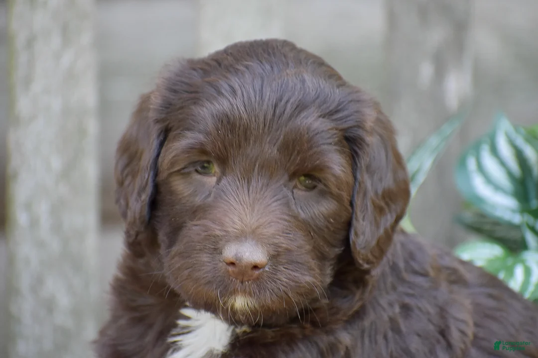 Portuguese Water Dog dogs for sale: Megan - Ad 2