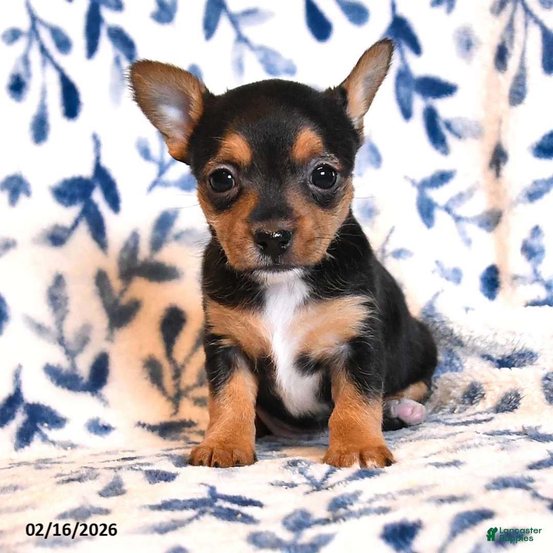 Mixed Breed dogs for sale: Boo - Ad 3