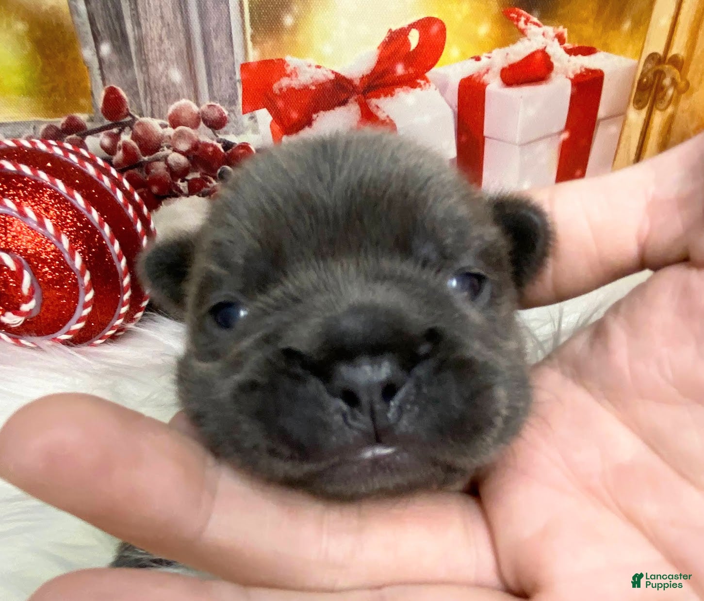 French Bulldog Puppies for sale in Louis, Missouri Lancaster