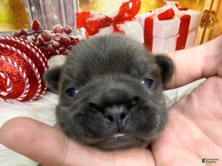 French Bulldog dogs - Ad 3