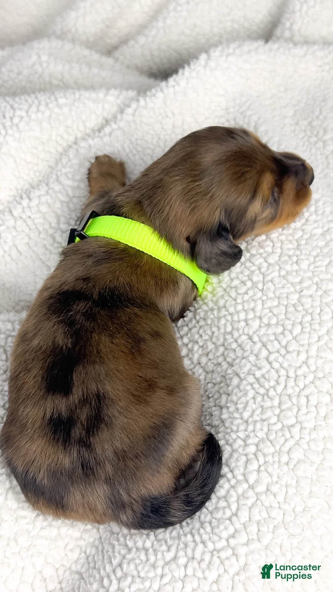 Miniature Dachshund dogs for sale: Peanuts - Ad 2