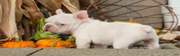French Bulldog dogs for sale:  Rosa💖 - Ad 13