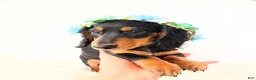 Miniature Dachshund dogs for sale: AKC Badger - Ad 10