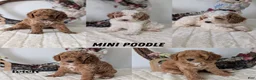 Miniature Poodle dogs for sale: Saint - Ad 12