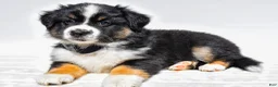 Miniature Australian Shepherd dogs for sale: Zelma - Ad 2