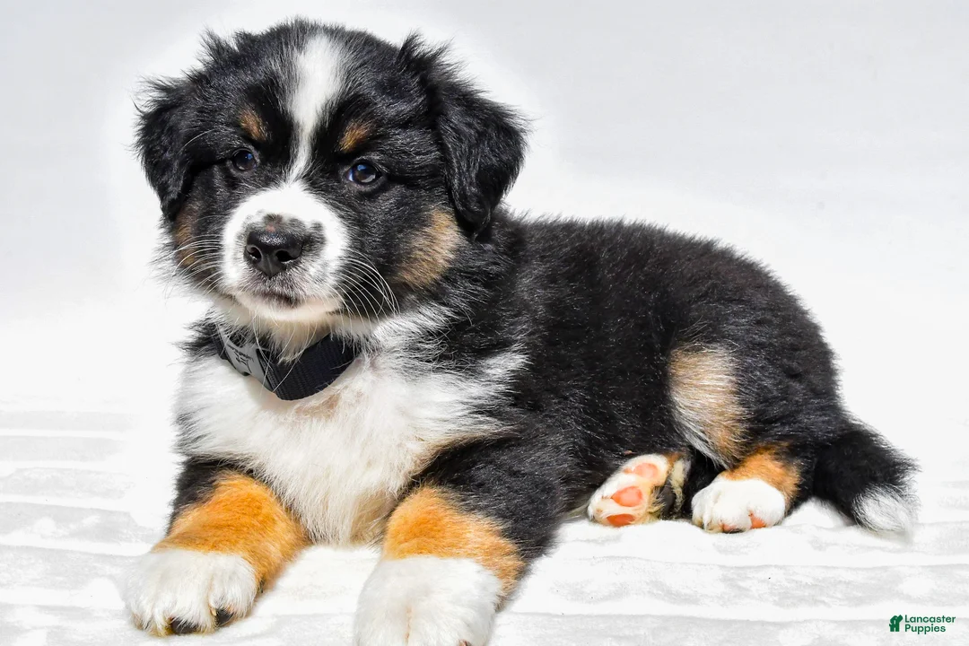 Miniature Australian Shepherd dogs for sale: Zelma - Ad 2