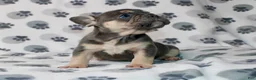 French Bulldog dogs for sale: Rocco - Ad 3