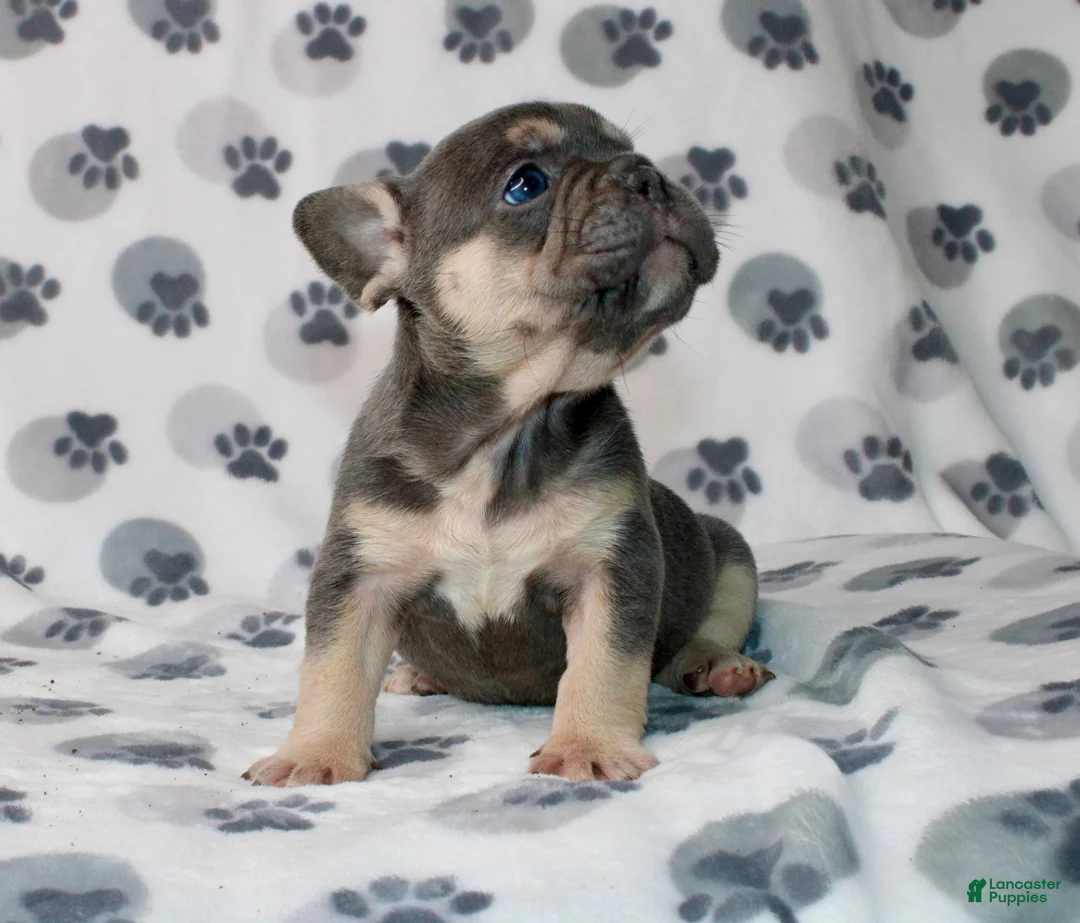 French Bulldog dogs for sale: Rocco - Ad 3